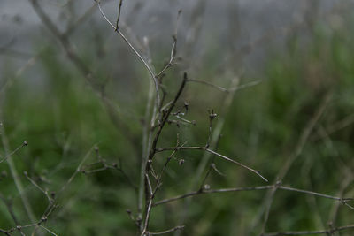 Close-up of plant on field