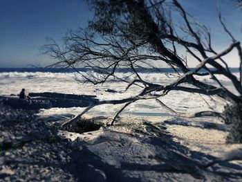 Bare trees against sky