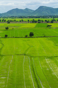 Scenic view of agricultural field