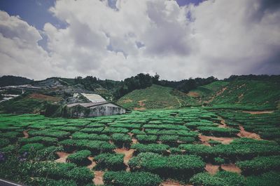 Scenic view of landscape against cloudy sky