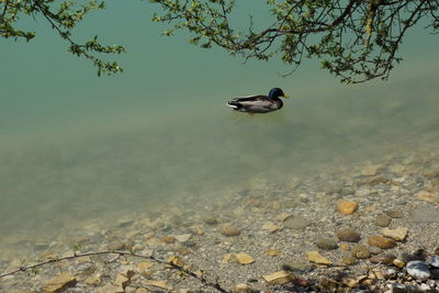 High angle view of ducks swimming in lake