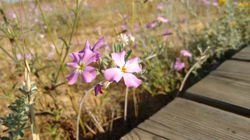 Close-up of pink crocus blooming outdoors