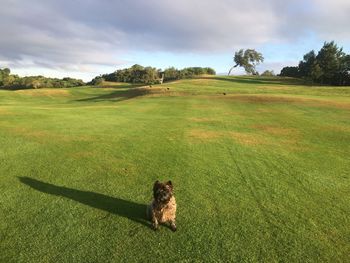 Dog on field