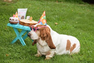 Portrait of dog on grassy field for birthday party 