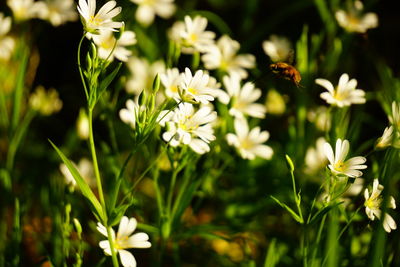 Close-up of bee pollinating on white flower