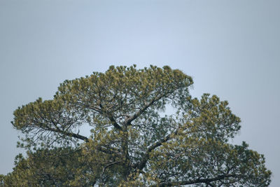 Low angle view of tree against clear sky