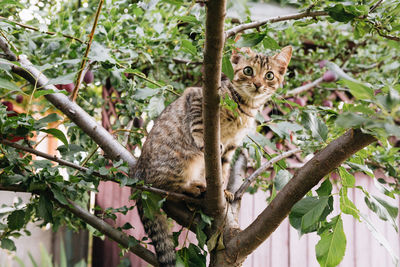 Portrait of a cat on tree