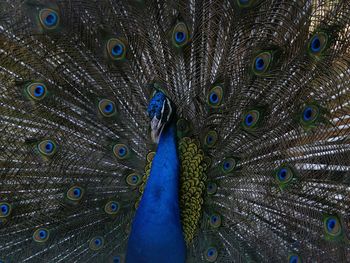 Full frame shot of peacock dancing with fanned out feathers