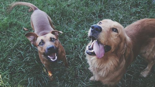 Portrait of dogs on field