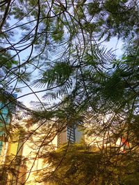 Low angle view of trees in forest against sky