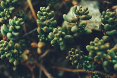 Close-up of berries growing on tree