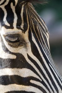 Cropped image of zebra looking away