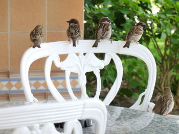 Bird perching on wall