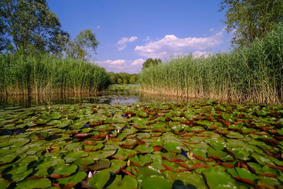 Water lily in lake against sky