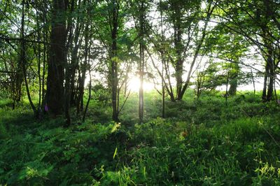 Trees in forest