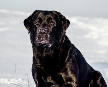 Portrait of a dog