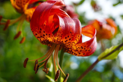 Close-up of red flowers