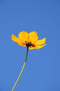 Low angle view of flowering plant against blue sky