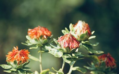 Close-up of red flowering plant