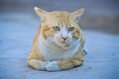 Portrait of cat sitting on footpath