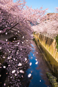 Pink cherry blossoms in canal against sky