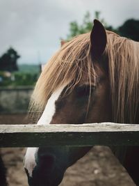 Close-up of horse in ranch