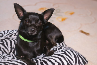 Portrait of black dog relaxing on floor