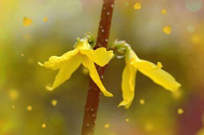 Close-up of yellow flowering plant