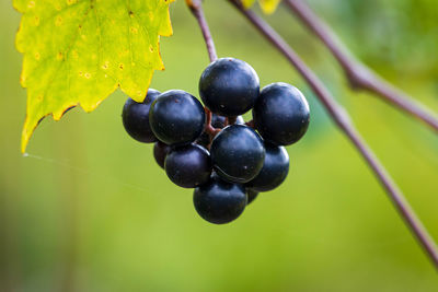 Close-up of grapes growing on tree