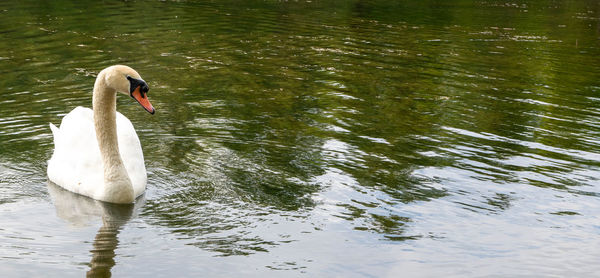 Swan swimming in lake