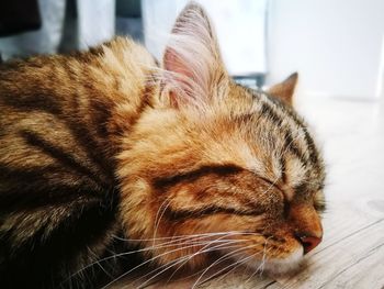 Close-up of a sleeping cat