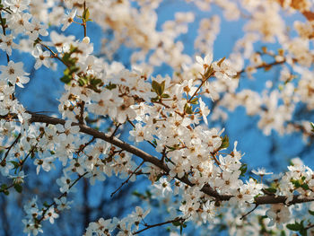 Close-up of cherry blossoms in spring