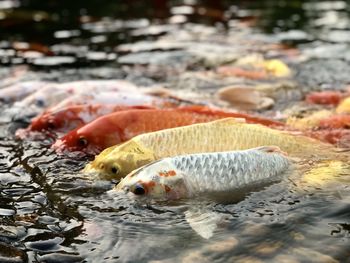 Close-up of koi carps swimming in lake