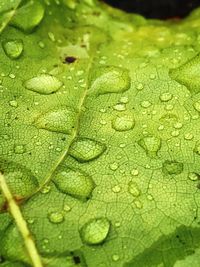 Full frame shot of raindrops on leaves