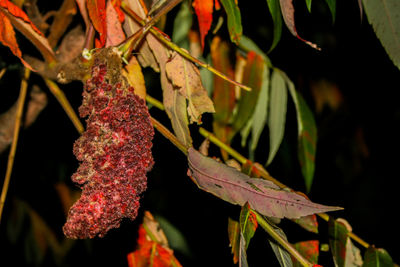 Close-up of red leaves