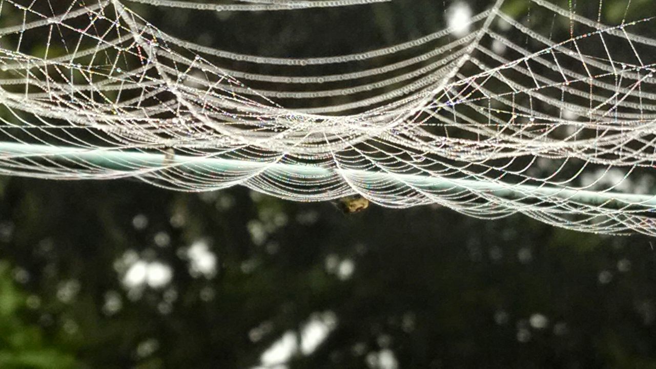 close-up, spider web, focus on foreground, pattern, natural pattern, low angle view, outdoors, complexity, no people, nature, day, fragility, branch, selective focus, animal themes, design, tree, plant, metal