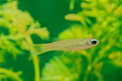 Close-up of fish swimming in sea