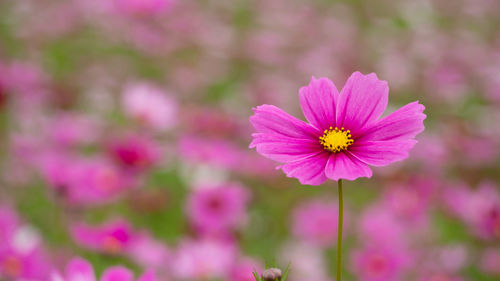 Close-up of pink cosmos flower