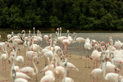 Flamingoes in ras al khor wildlife sanctuary, ramsar site, flamingo hide2, dubai, uae