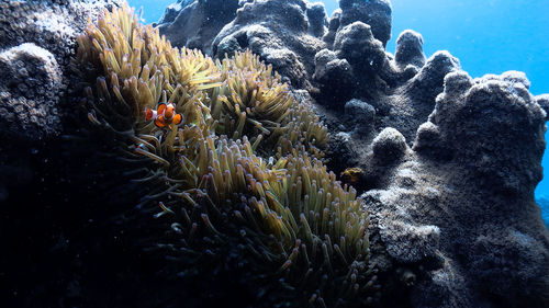 Nemo clownfish at pagkilatan