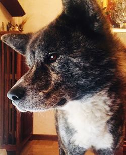 Close-up of dog looking away at home