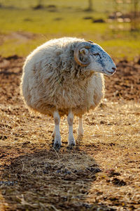 Sheep on field