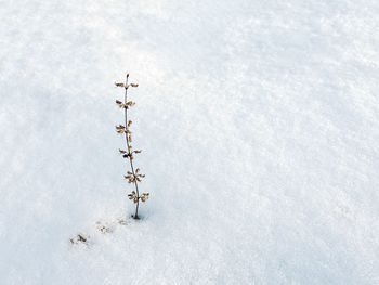 High angle view of plant stuck on snowy landscape