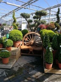 Potted plants in greenhouse