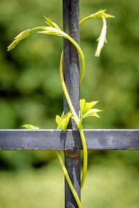 Close-up of plant growing outdoors