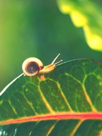 Close-up of snail on leaf