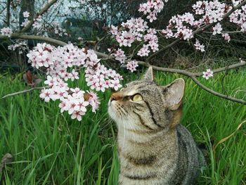 View of cat on flowering plants