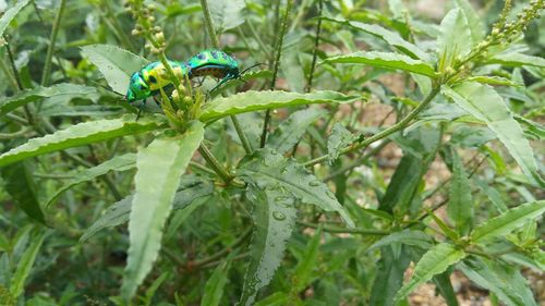 Close-up of insect perching on plant