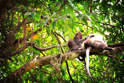 Low angle view of bird on tree