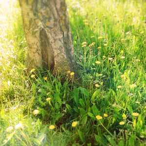 Plants growing on grassy field